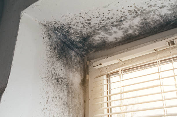 Trusted Mold Removal service in McQueeney, TX - Cheap Mold Removal